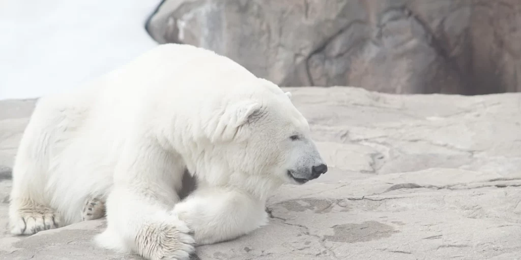 Polar Bear Names 3 nature 5016781 1280 1200x600